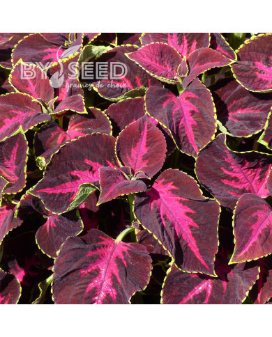 Coléus Mezmerize® Chocolate Rose