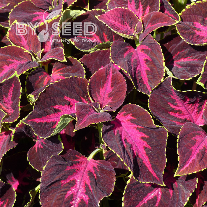 Coléus Mezmerize® Chocolate Rose