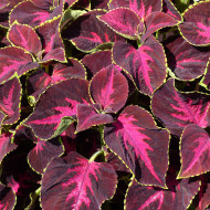 Coléus Mezmerize® Chocolate Rose