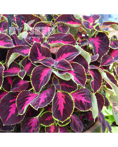 Coléus Mezmerize® Chocolate Rose