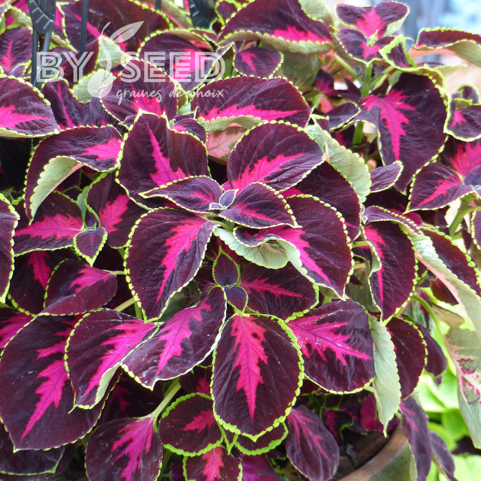 Coléus Mezmerize® Chocolate Rose