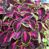 Coléus Mezmerize® Chocolate Rose