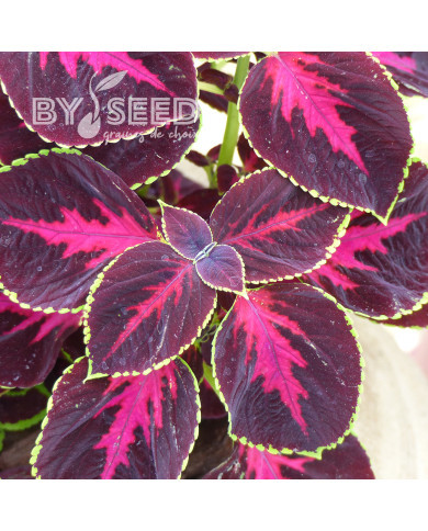 Coléus Mezmerize® Chocolate Rose