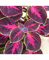 Coléus Mezmerize® Rusty Red