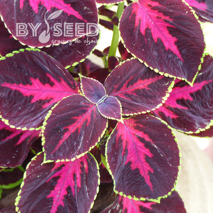 Coléus Mezmerize® Chocolate Rose