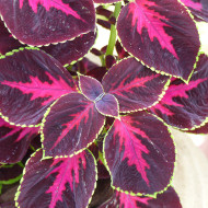 Coléus Mezmerize® Chocolate Rose