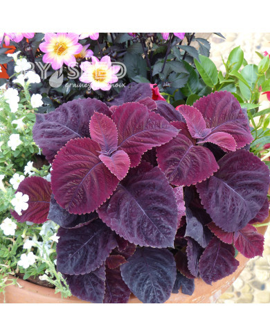 Coléus Mezmerize® Rusty Red