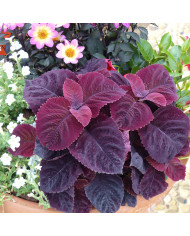 Salpiglossis sinuata Black Trumpets