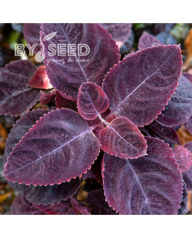 Coléus Mezmerize® Rusty Red