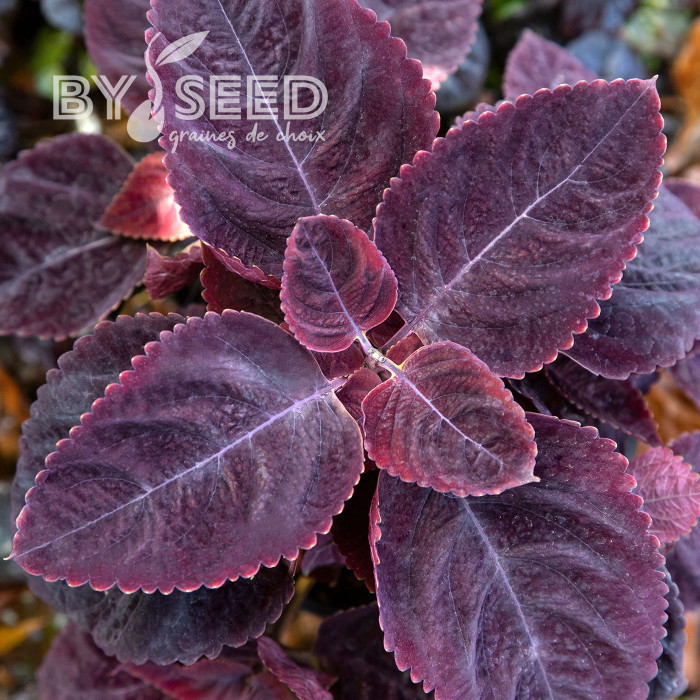 Coléus Mezmerize® Rusty Red