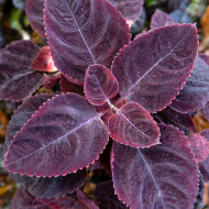 Coléus Mezmerize® Rusty Red