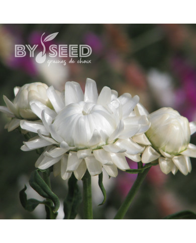 Immortelle à bractées White