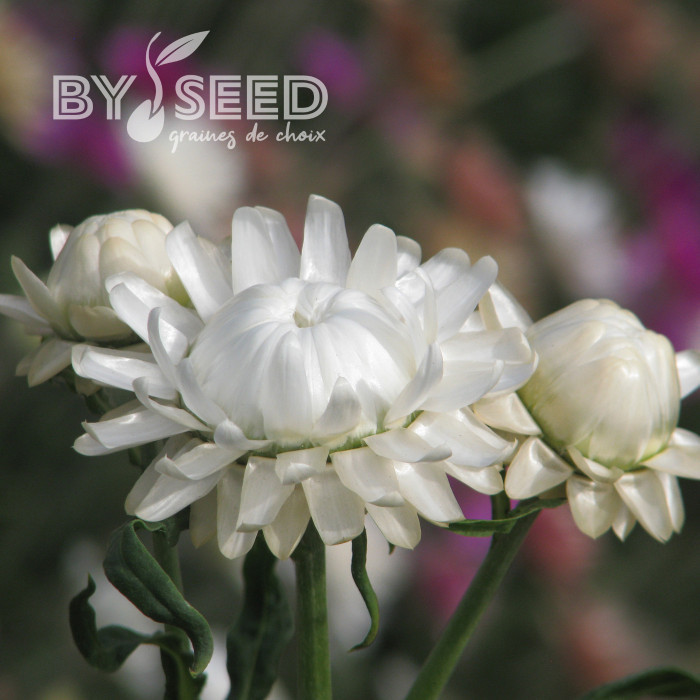 Immortelle à bractées White