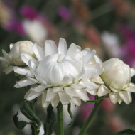Immortelle à bractées White