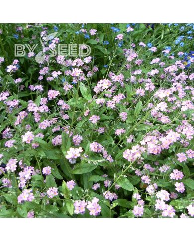 Myosotis des Alpes rose