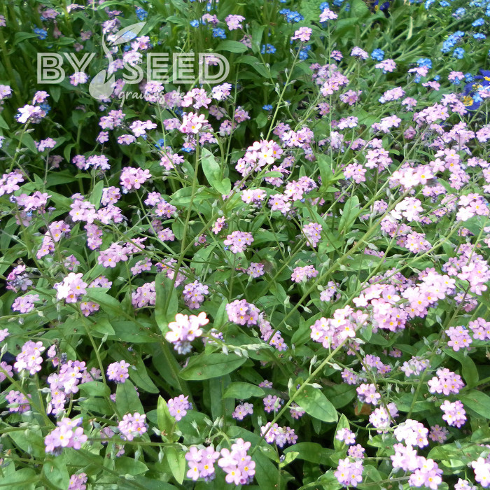 Myosotis des Alpes rose