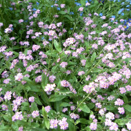 Myosotis des Alpes rose