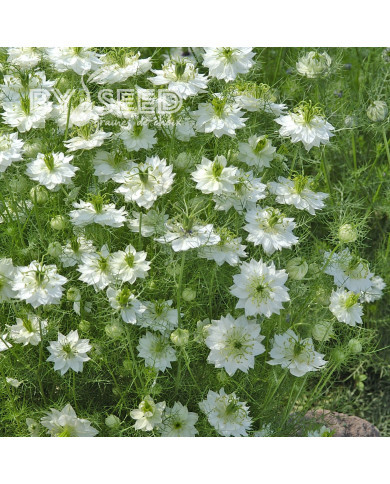 Nigelle de Damas Blanche à capsule verte - Albion Green Pod