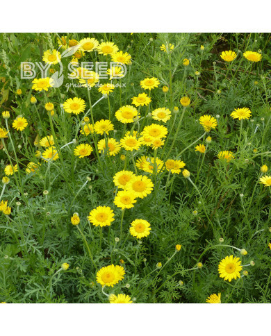 Anthémis des teinturiers Kelwayi