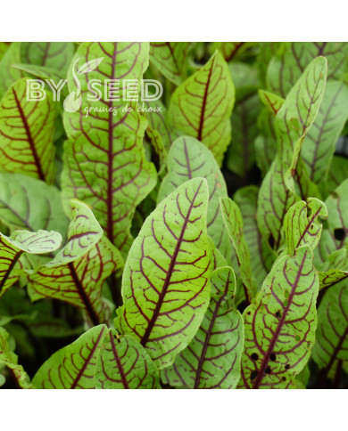 Oseille - Rumex sanguineus