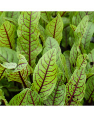 Oseille bronze - Rumex flexuosus