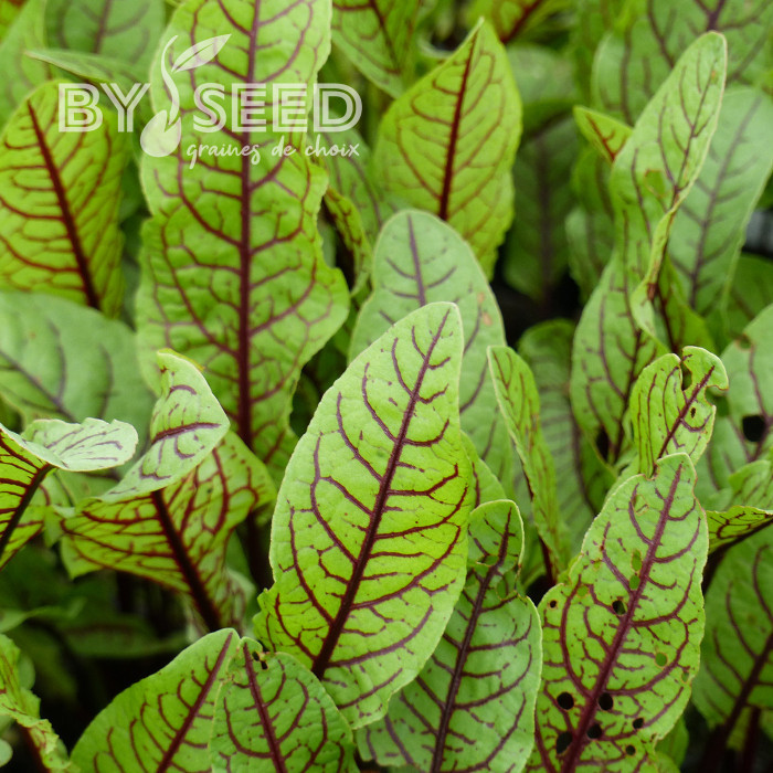 Oseille - Rumex sanguineus