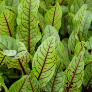 Oseille - Rumex sanguineus