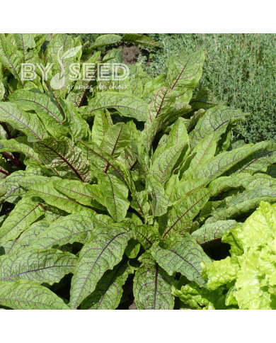 Oseille - Rumex sanguineus