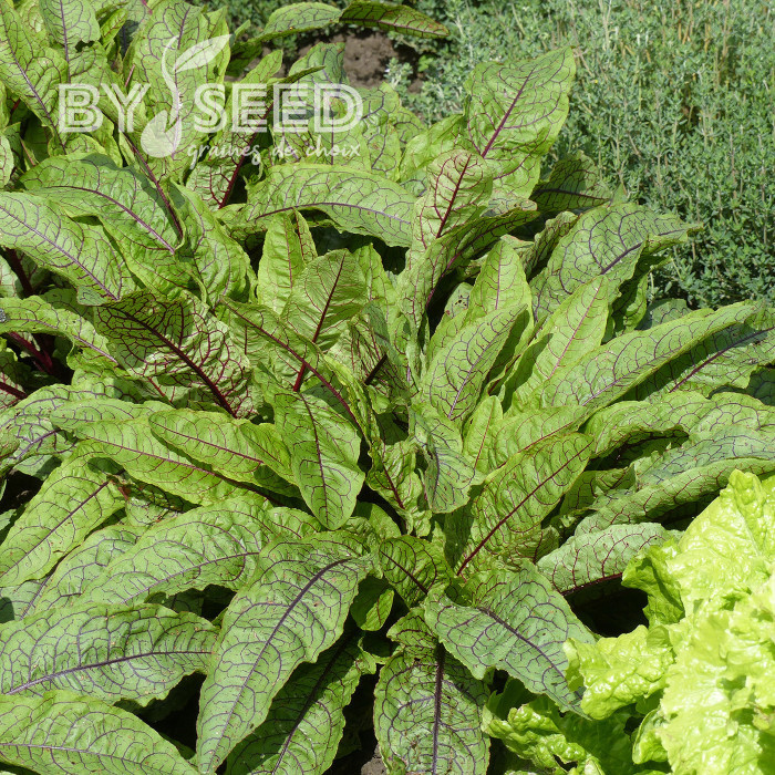 Oseille - Rumex sanguineus