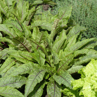 Oseille - Rumex sanguineus