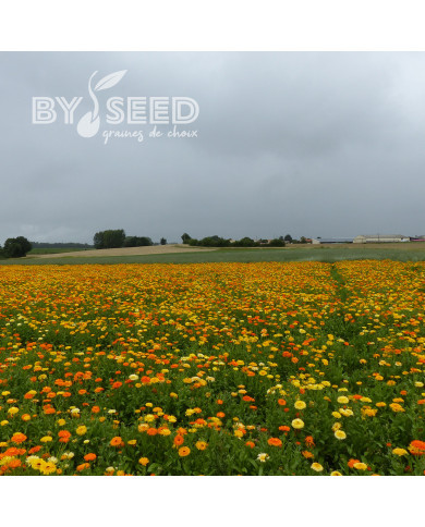 Souci des jardins varié