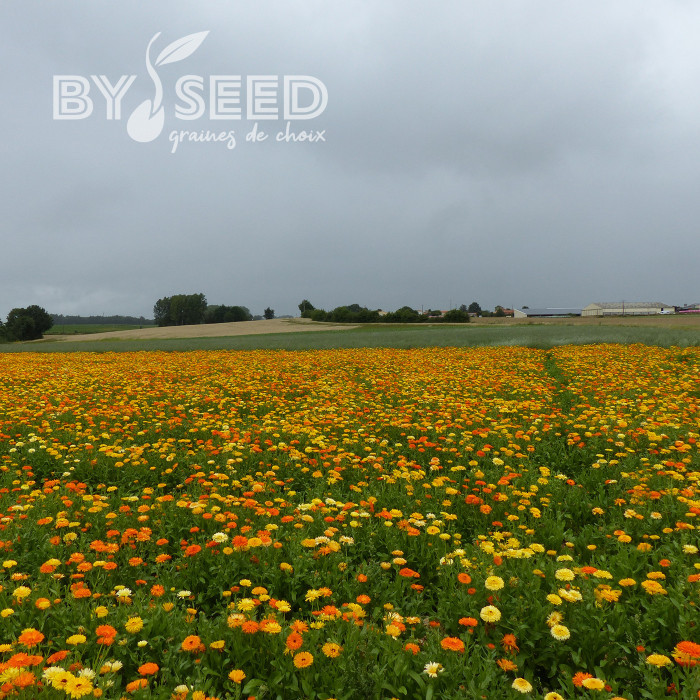 Souci des jardins varié