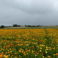 Souci des jardins varié