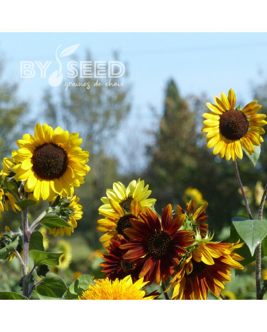 Tournesol haut Autumn Beauty Mix
