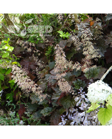 Heuchère micrantha Palace Purple