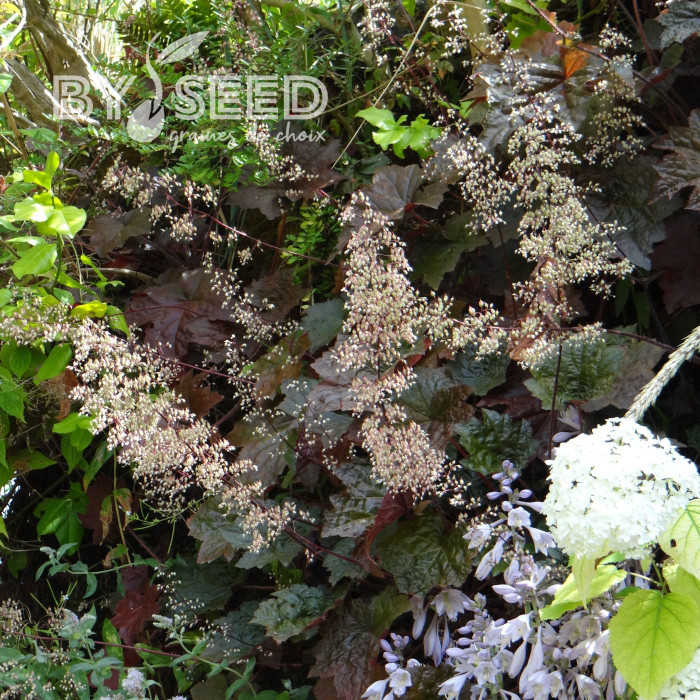 Heuchère micrantha Palace Purple