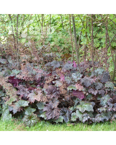 Heuchère micrantha Palace Purple