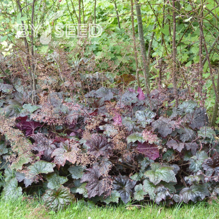 Heuchère micrantha Palace Purple