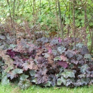 Heuchère micrantha Palace Purple