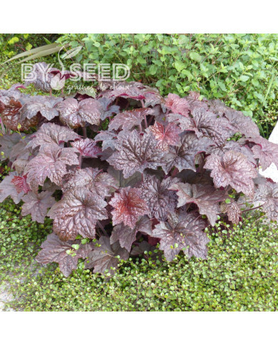Heuchère micrantha Palace Purple