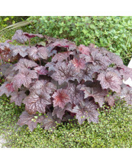 Herniaria glabra - Turquette