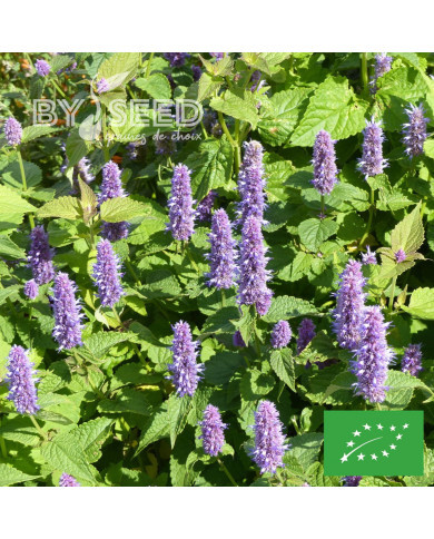 Agastache rugosa Blue Spike BIO
