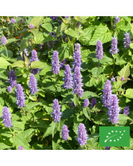 Agastache rugosa Blue Spike