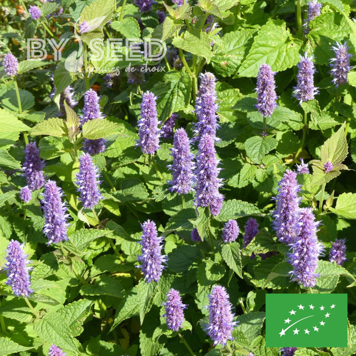 Agastache rugosa Blue Spike BIO