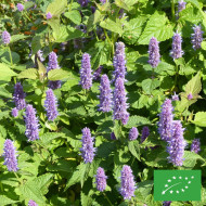 Agastache rugosa Blue Spike BIO