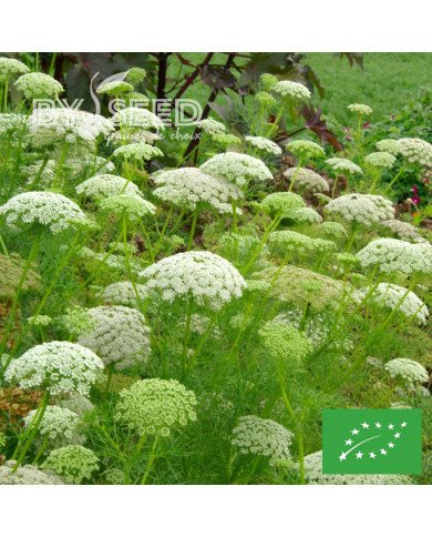 Ammi visnaga Casablanca BIO