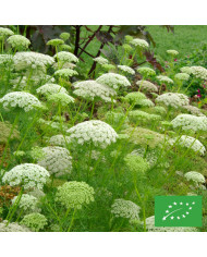 Ammi visnaga Green Mist