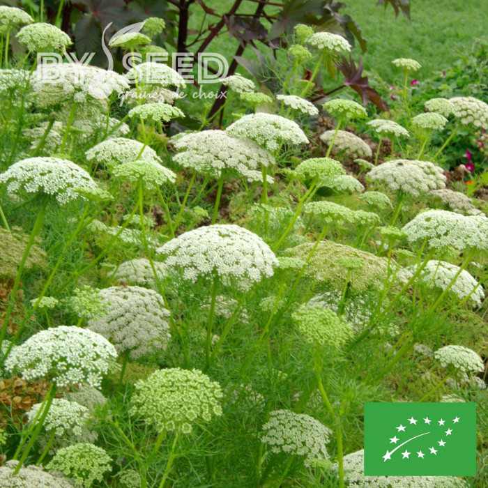Ammi visnaga Casablanca BIO