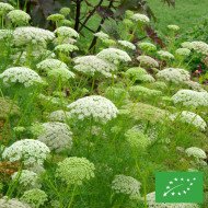 Ammi visnaga Casablanca BIO