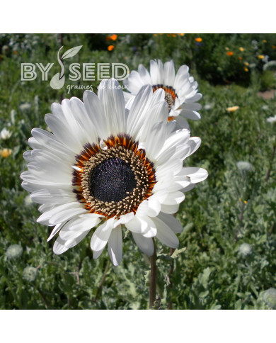 Arctotis Black and White